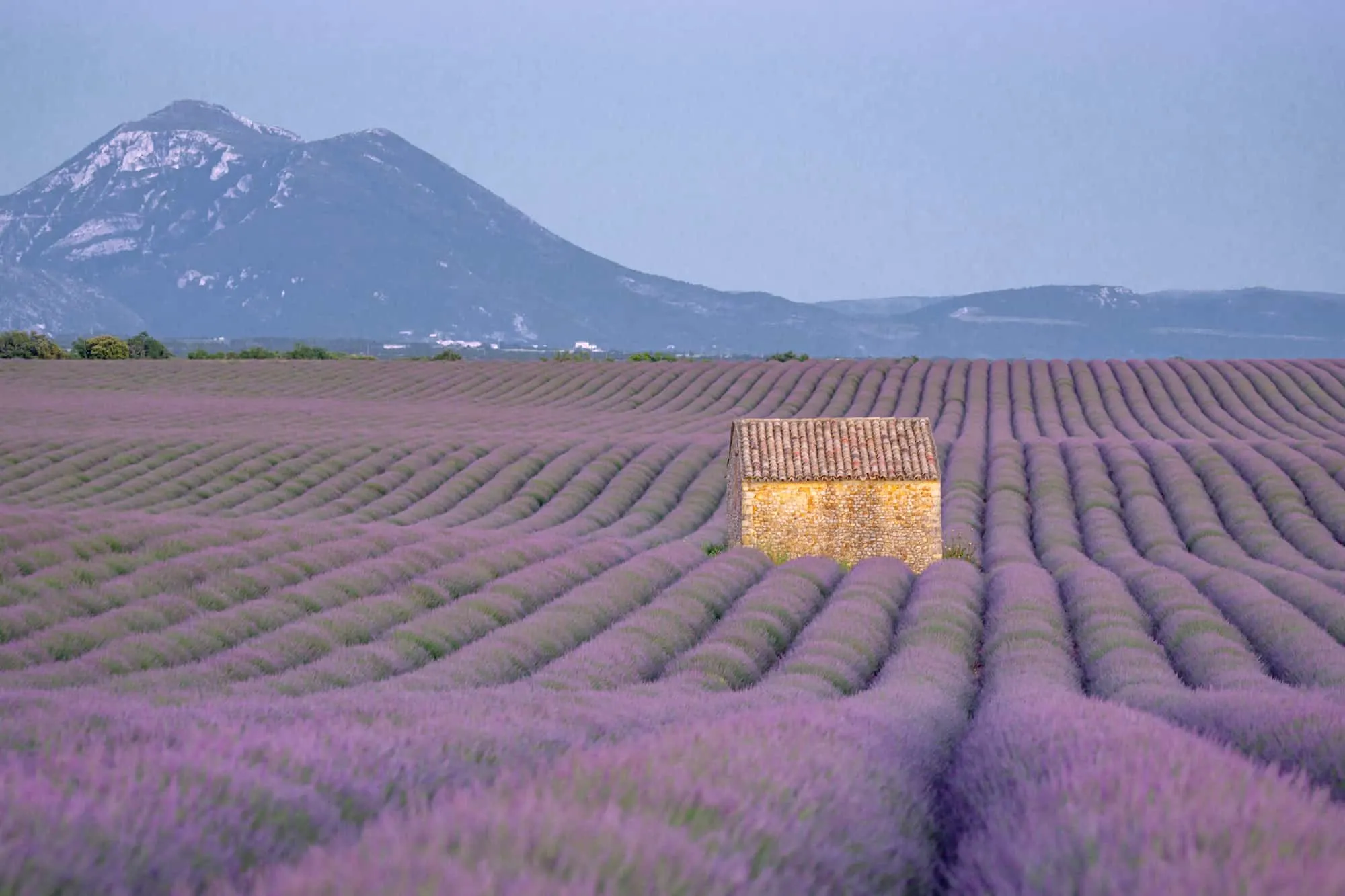 Lavender fields on the Plateau de Valensole in Provence, France