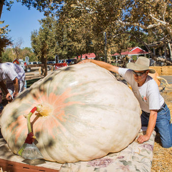 Irvine Park Railroad │ Train Rides │ Party and Special Event Areas │ Moon Bounce Rentals │ Wheel Fun Rentals at Irvine Park Bike and Paddle Boat Rentals │ Pumpkin Patch │ Christmas Train │ Easter Eggstravaganza │ 4th Grade California History Education Program │ Snack Bars │ irvineregionalpark irvineparkfun ocparks trainrides birthdayparties bikerentals paddleboats orangecounty oc familyfun chapmanatjamboree