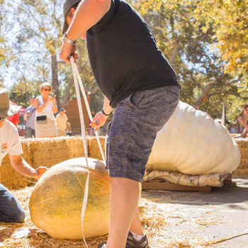 Large Pumpkins