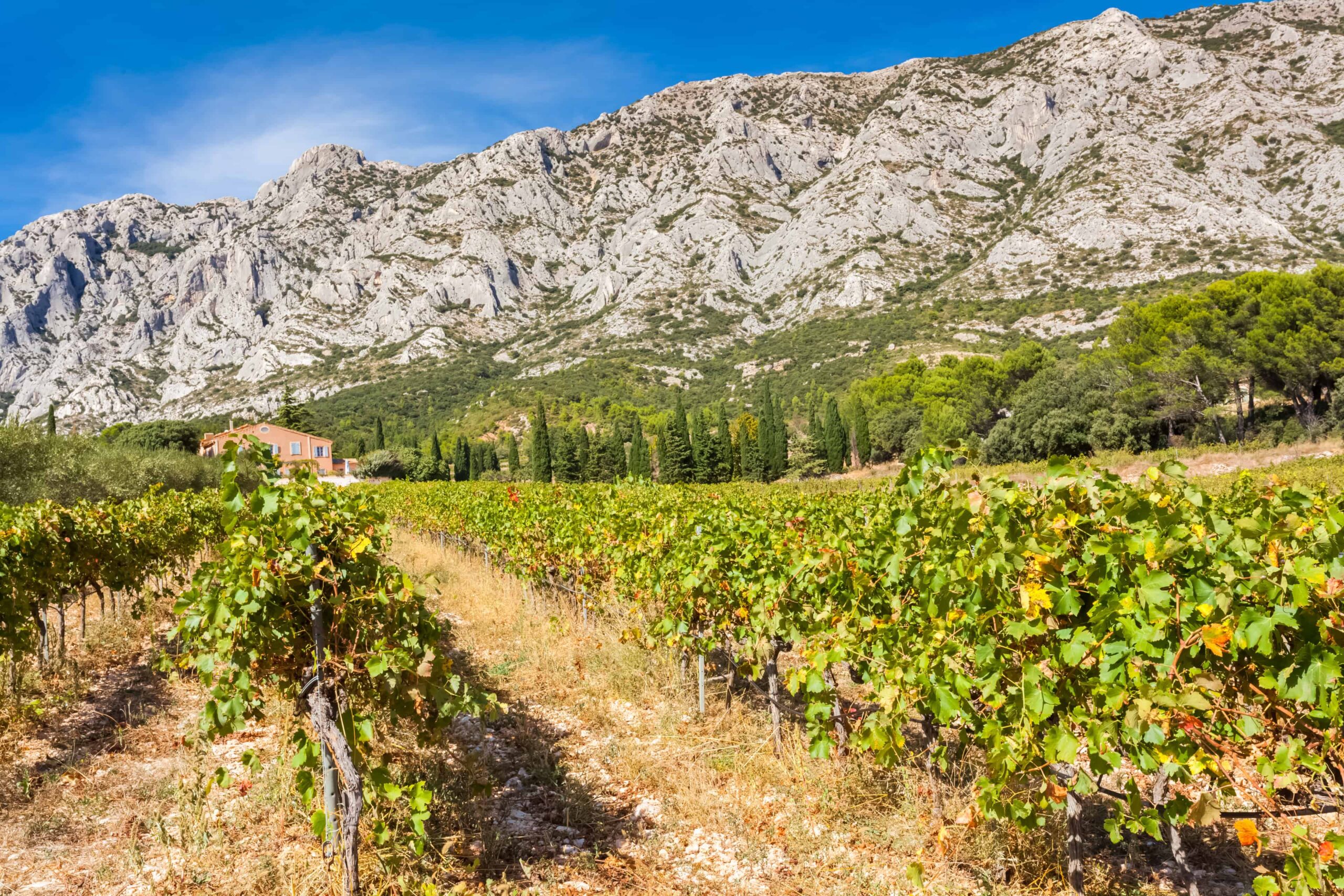 Provence Wine Guide - Provence Wineries