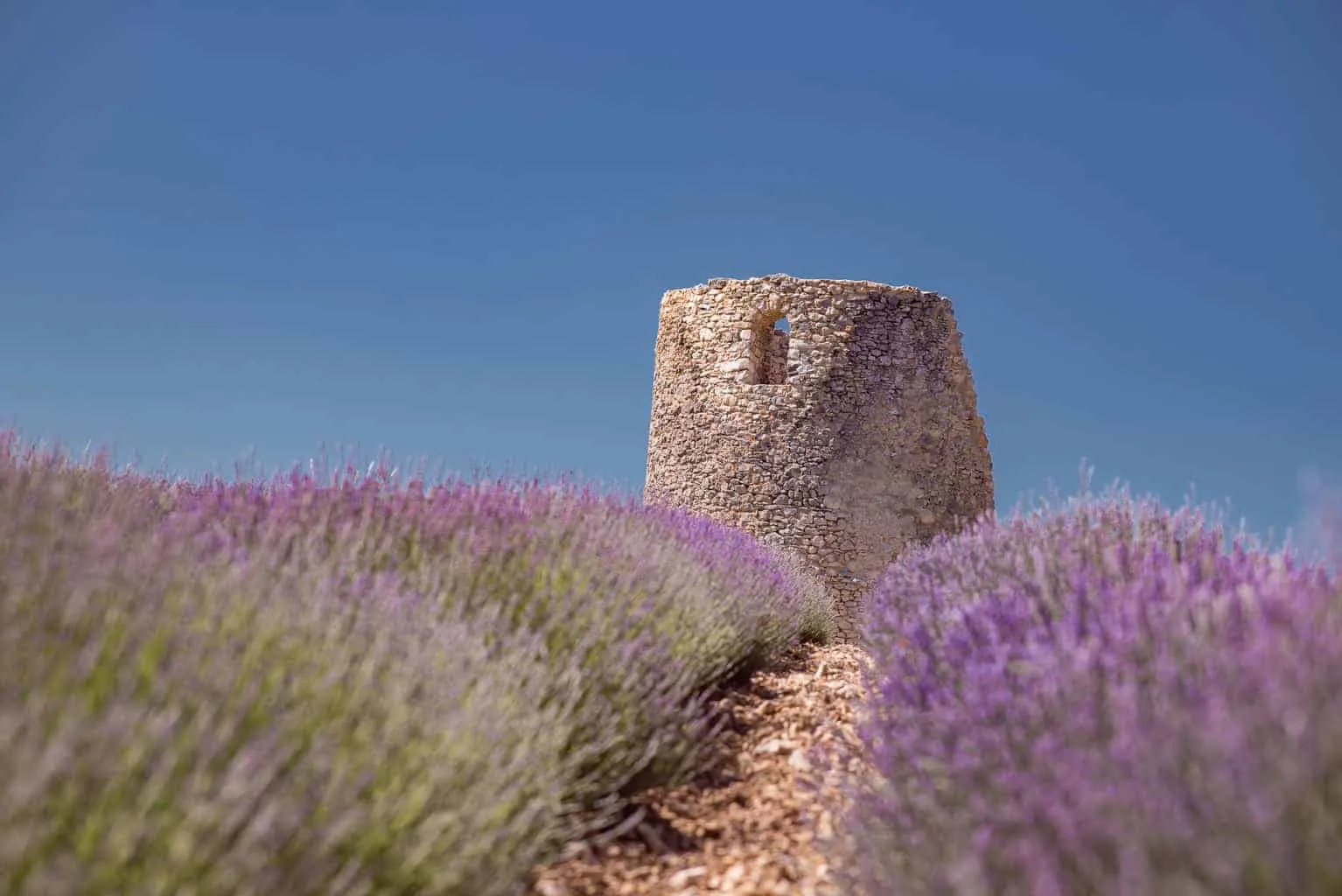 Fine Lavender Tour Provence. Chateau du Bois Lavender Farm.