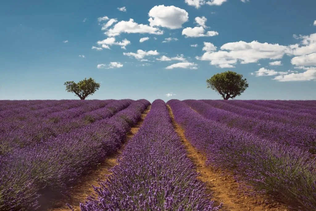 The lavender fields of Provence are French bucket list material